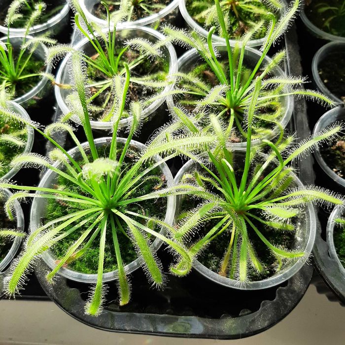 Семена на насекомоядни (хищни) растения: дионея, росянка