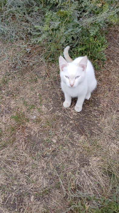 Котята мальчишки ищут любящий  дом