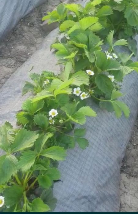 Stoloni/răsad căpșuni