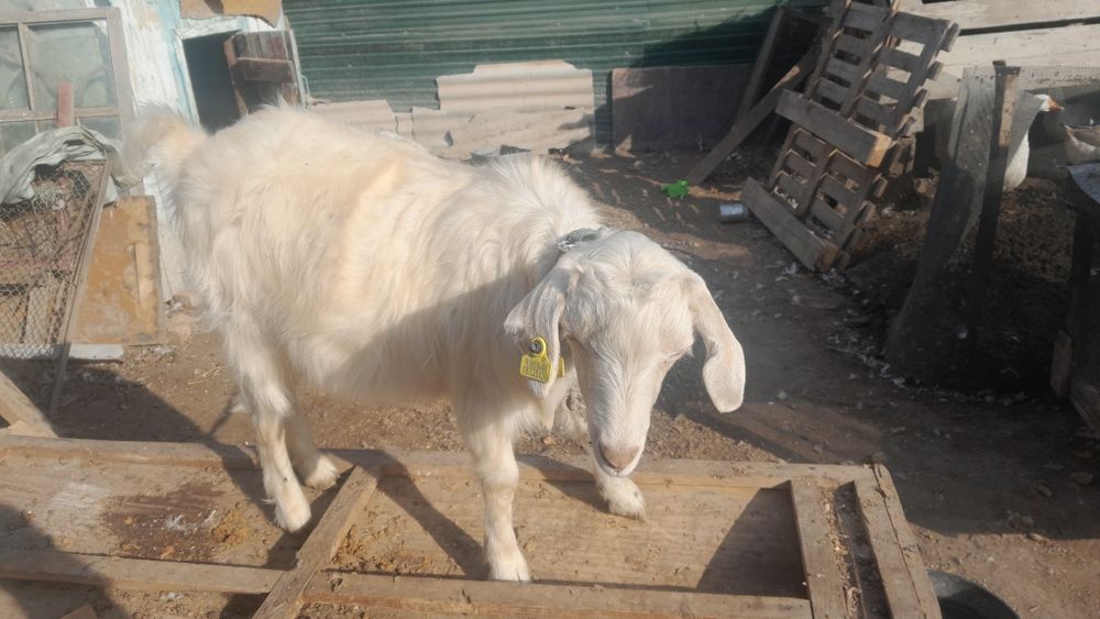 Куры гуси утки козы