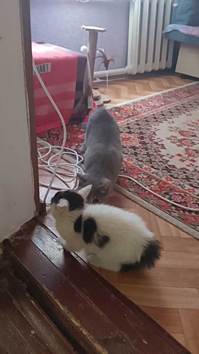 Отдаю котенка в добрые руки