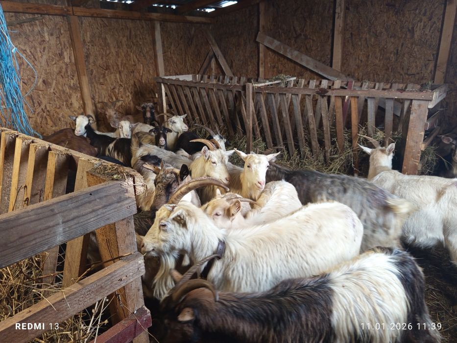 Schimb 60 capre pe 80 oi