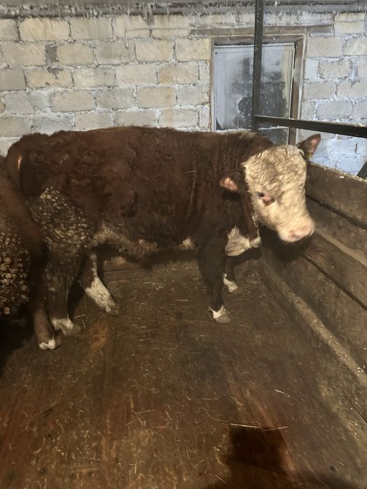 Откорм бычков продам