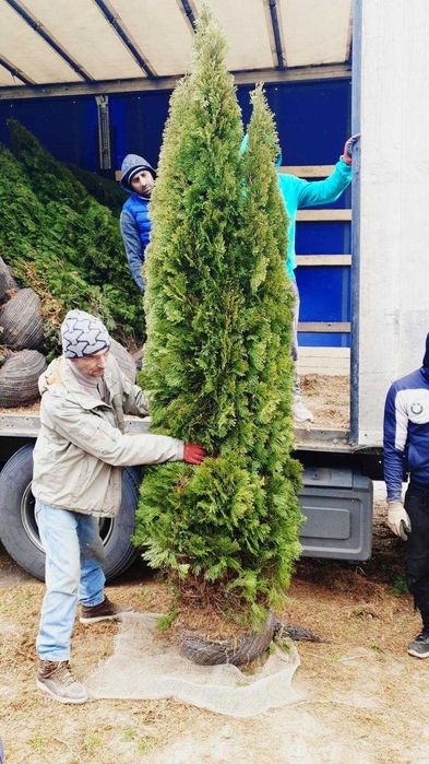Sempervires de toscana mai multe dimensiuni