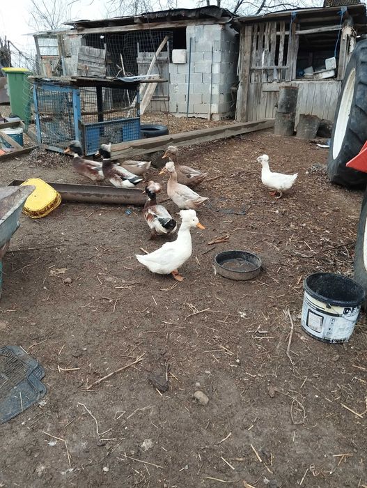 Vând rățoi cu moț