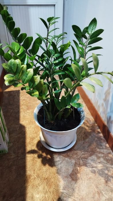 Замиокулькас. Денежное дерево