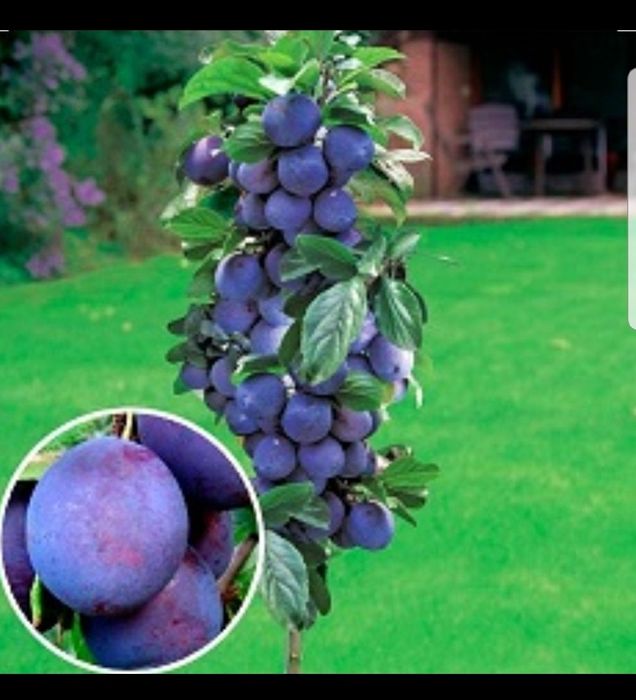 Pomi columnari fructiferi