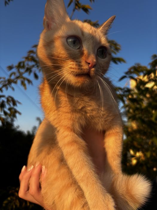 Отдаю кошку бесплатно