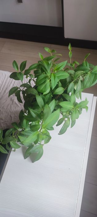 Эсхинантус комнатный цветок