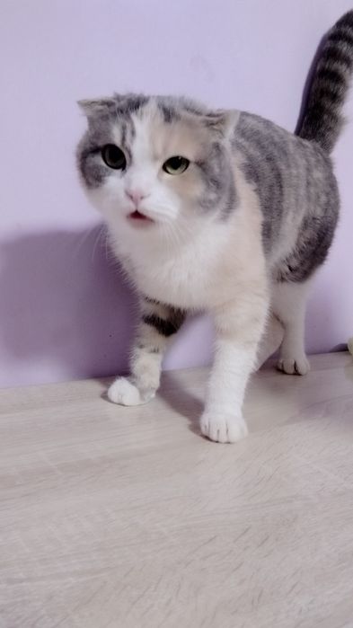 Шотландский вилоухий (скоттиш фолд)