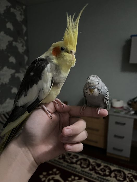 Ручной волнистый попугай