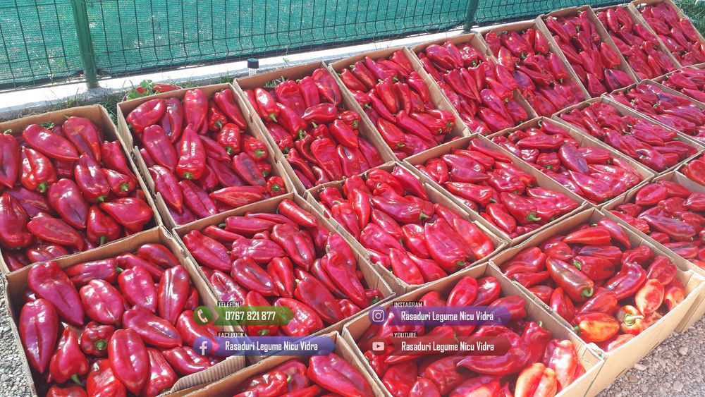 Rasaduri legume : Rasad de rosii ardei castraveti vinete salata varza