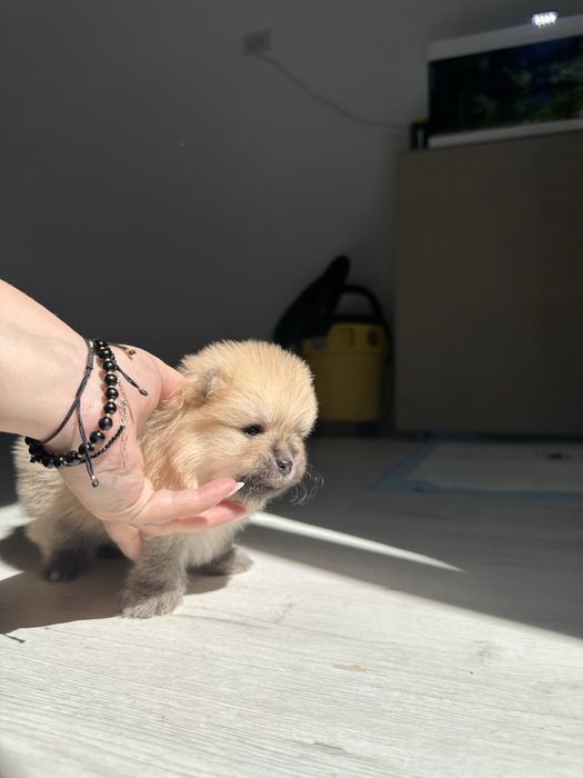 Pui Pomeranian - rezervare