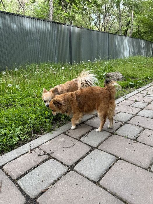 Кобель на вязку