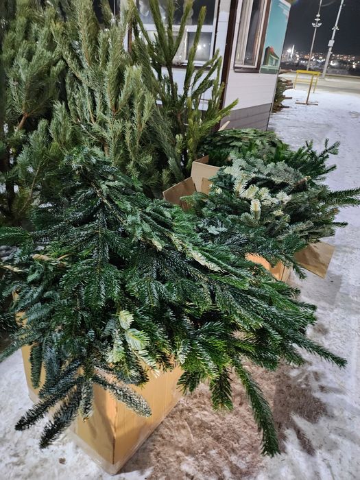 Ели, Ёлки, сосны, нобелес