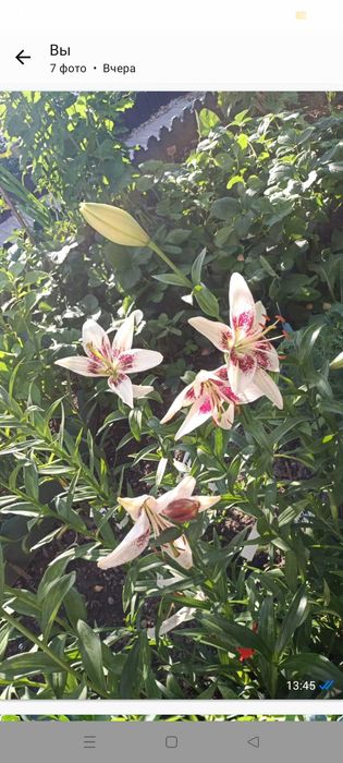 Туя Западная  Брабант