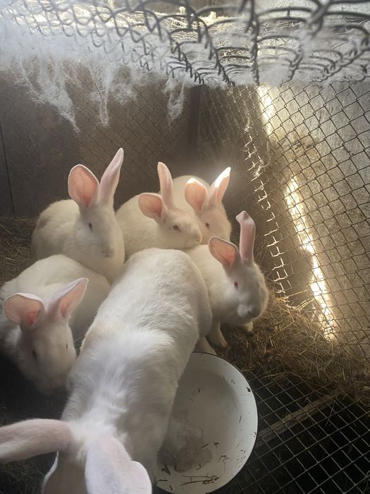 Кролчиха с кролчатами