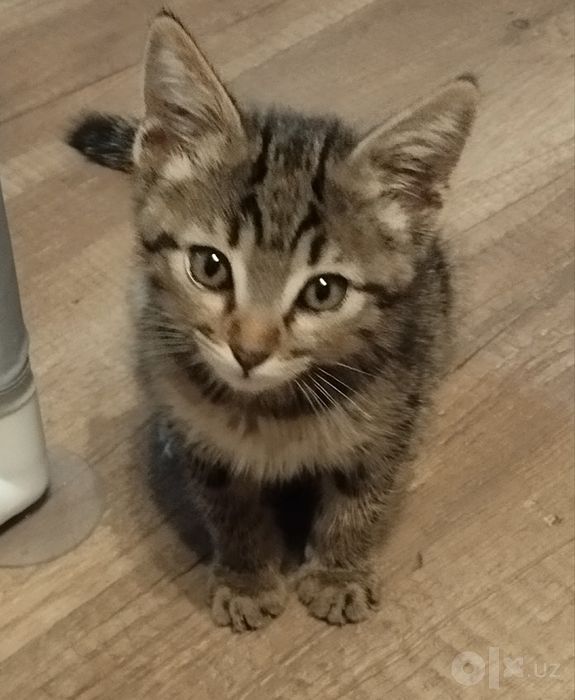 Котенок Мартин (3 мес)