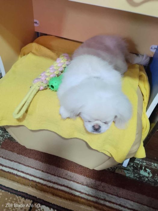 Продавам мъжко кученце – тип пекинез