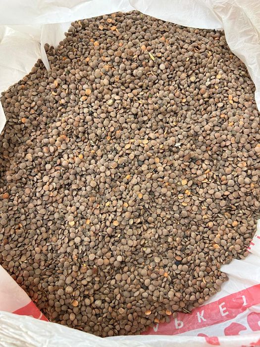 Реализуем чечевицу красную. - Корма для сельхоз животных Рудный на Olx