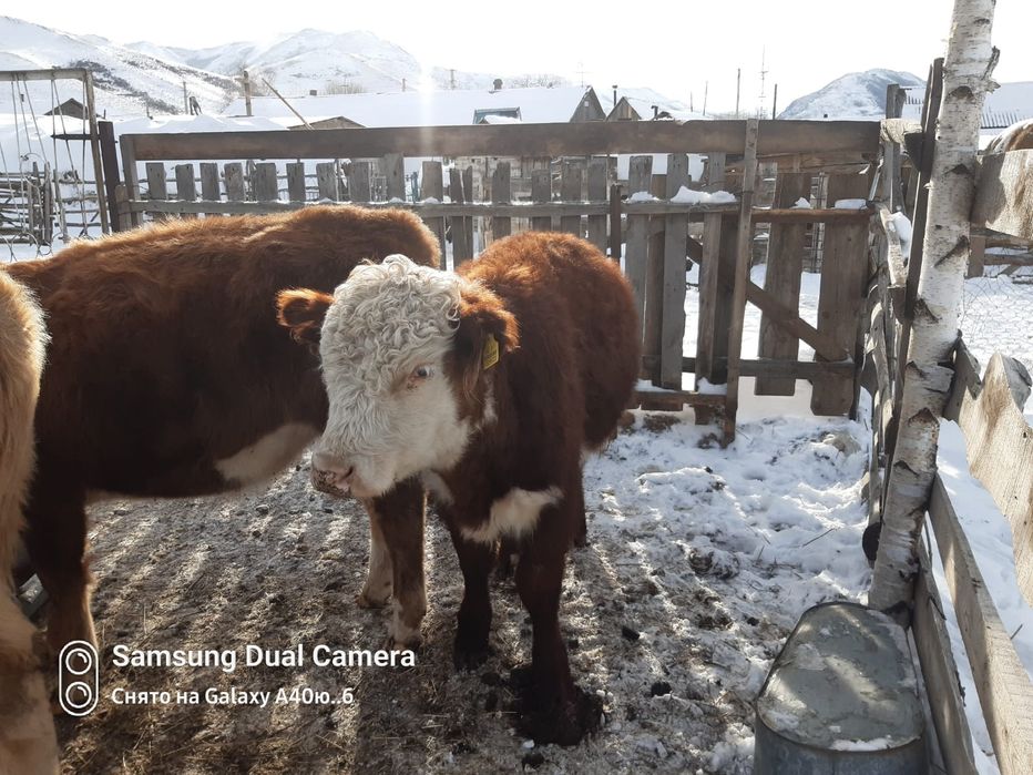 Торпақ палтырашка