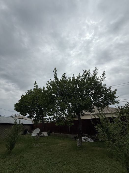 Дрова бесплатно