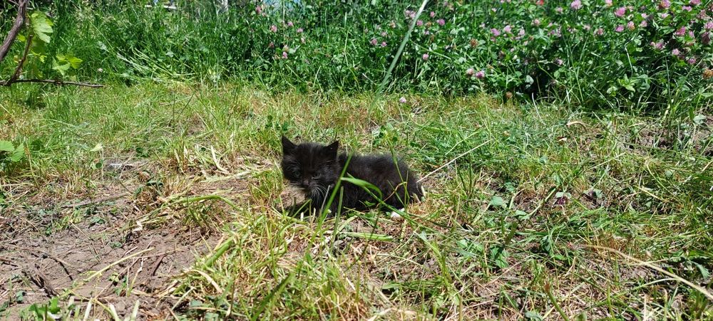 Отдам котят бесплатно