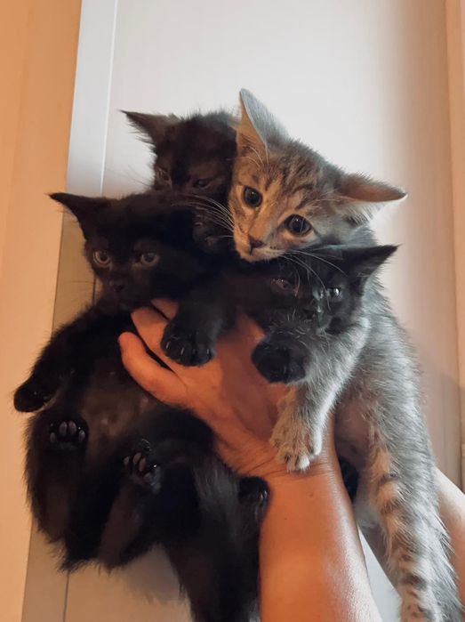 Котята в добрые руки