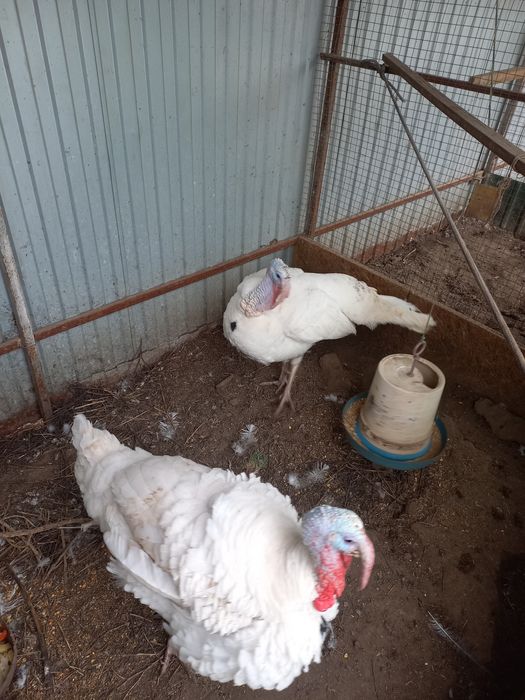 Продаются Индюки самцы