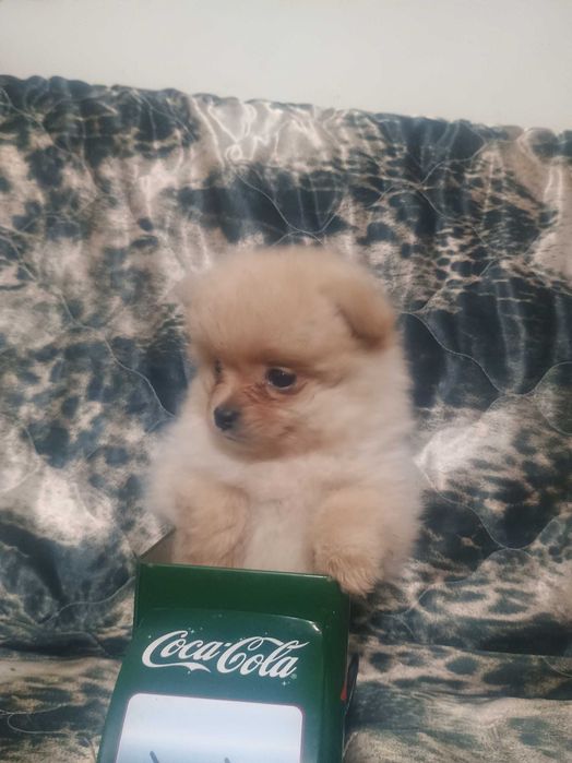 Свободно момче померанче