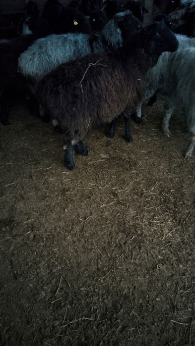 Қашқар сатылады.