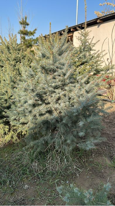 Голубой ель местный сатылады