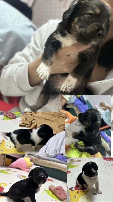 Щенки в добрые руки!