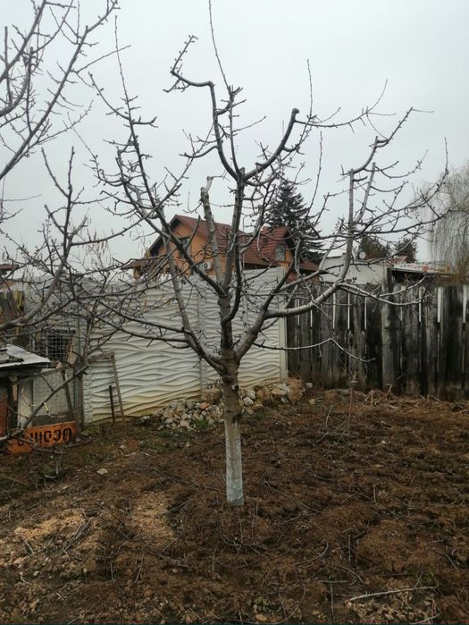 Toaletare pomi fructiferi Ploiesti