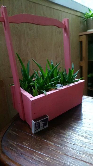 Алое, сорт черное сокровище, суккулент