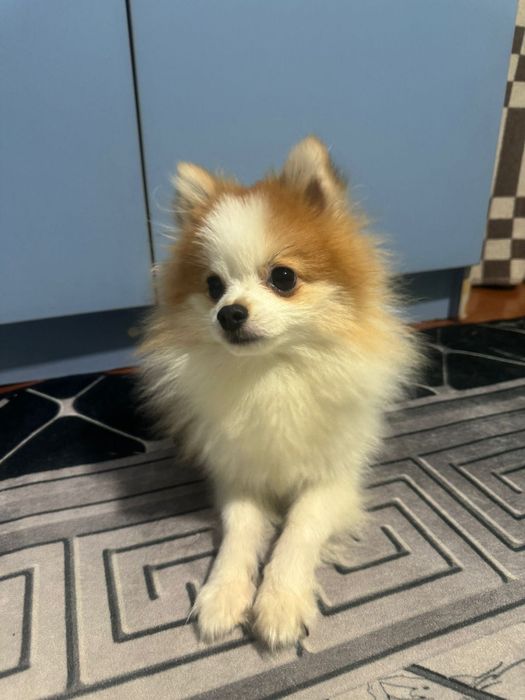 Продается „ Немецкий Шпиц" кобель.