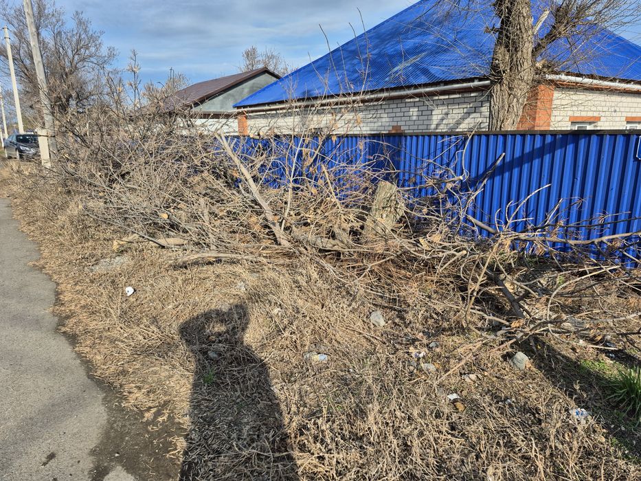 Ветки дерево пеньки