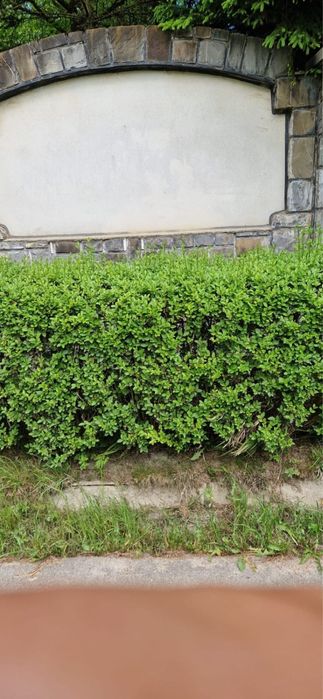 Vand Lemn Câinesc/Gard Viu