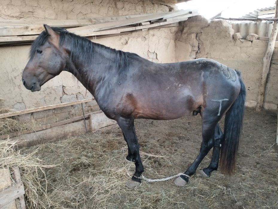 Айғыр сатылады  жуас мінгі блет