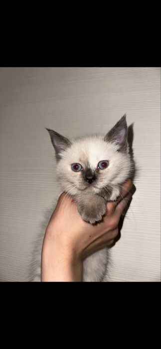 Полушотландская девочка