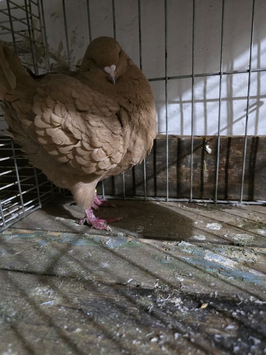 De vanzare femelă king