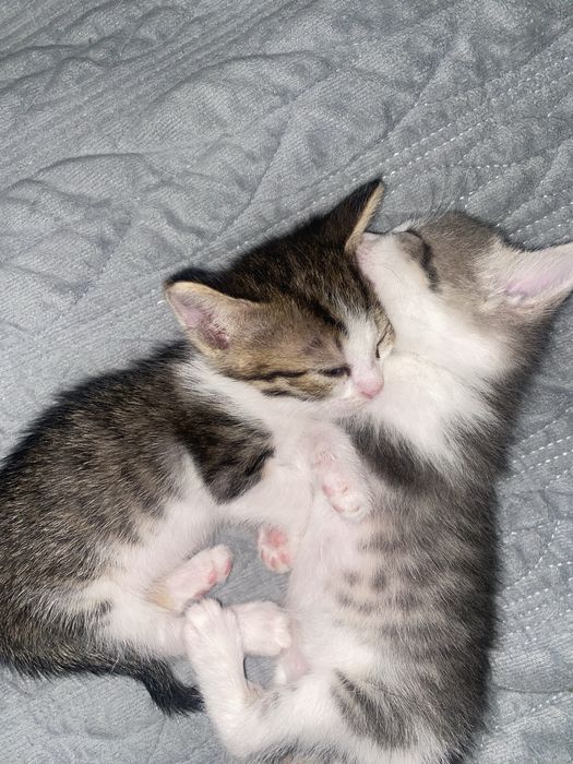 Отдам котят в добрые руки