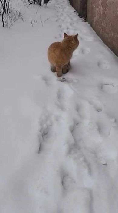 Чей рыжий потеряшка?