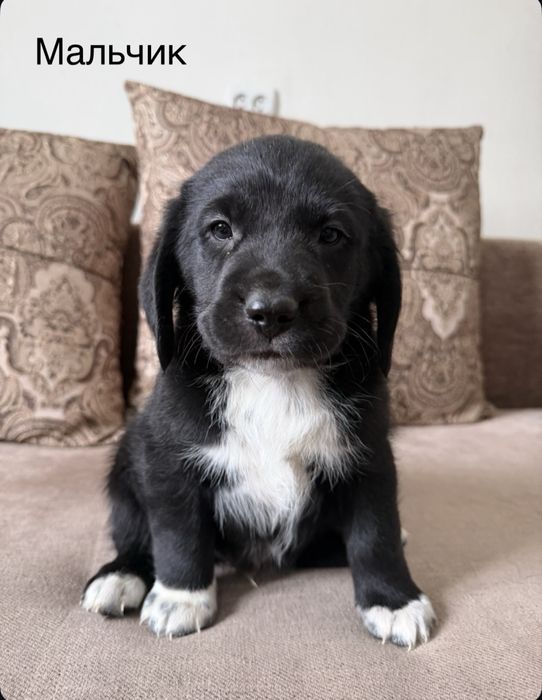 Щенок мальчик, помесь бигля, бесплатно