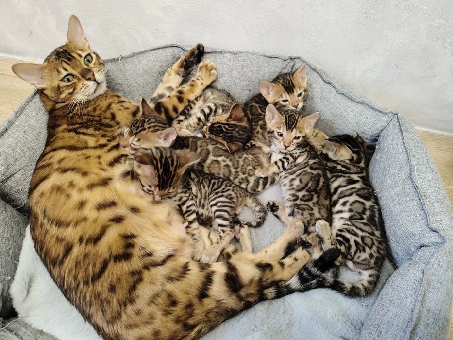 Продам бенгальских котят