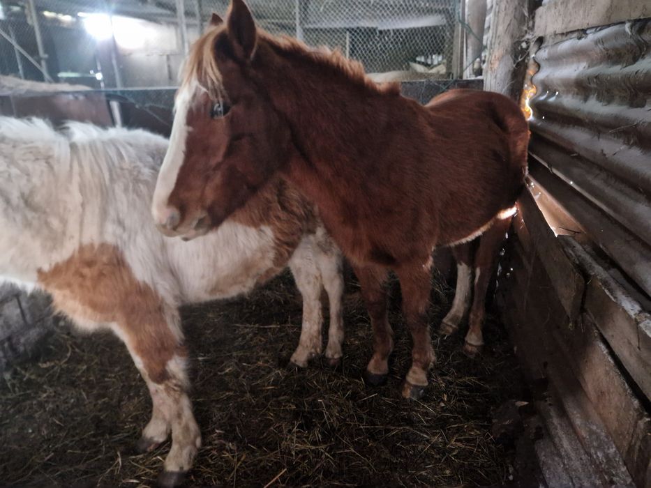 Жеребец от тяжа ,