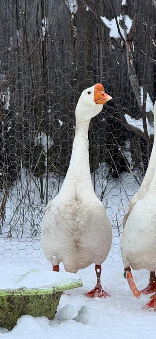 Gâscan african alb(gaste)