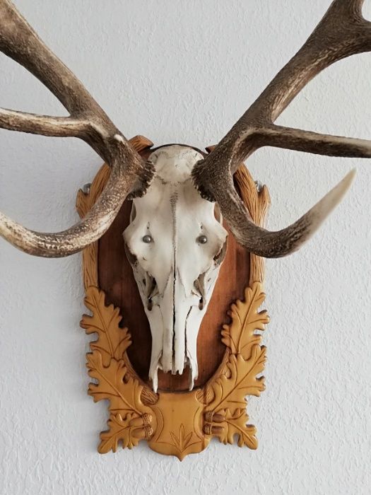 Продавам еленски рога