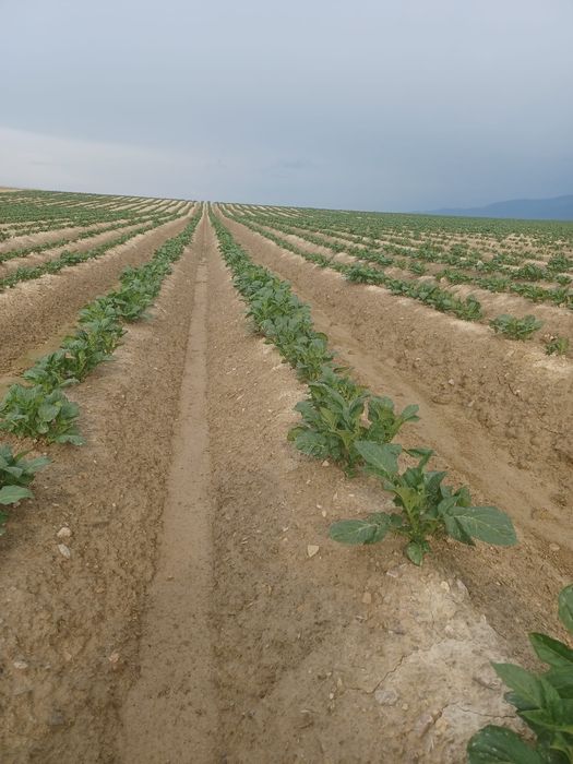 Cartofi samanta, din elita Riviera Arizona Belarossa Esmee