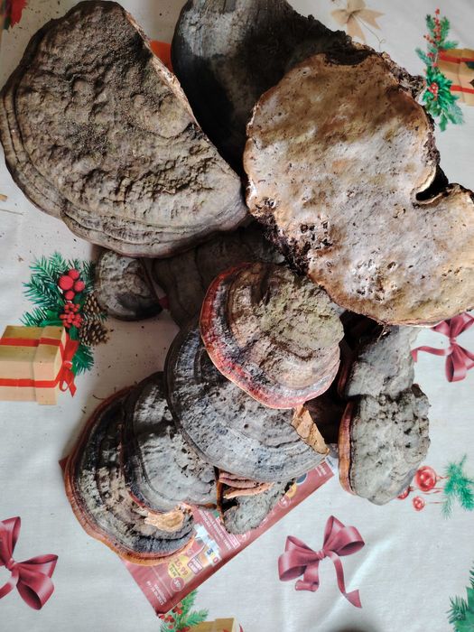 Ciuperci medicinale, GANODERMA, FOMITOPSIS Pinicola, Phellinus bucati